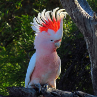 Pink Cockatoo